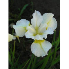 Ірис низький Альба / Півник | Iris humilis Alba | Ирис низкий Альба / Касатик / Петушок