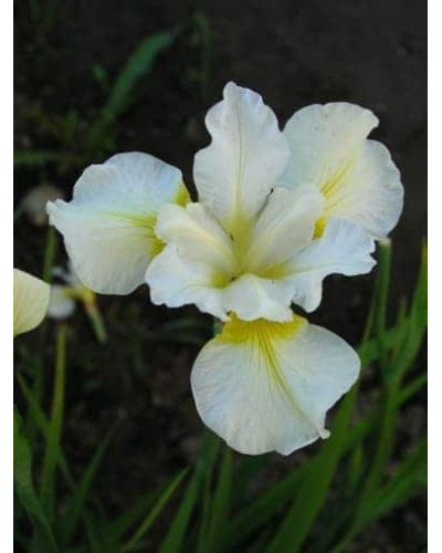 Ірис низький Альба / Півник | Iris humilis Alba | Ирис низкий Альба / Касатик / Петушок