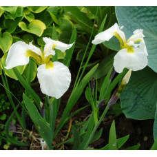 Ірис низький Альба / Півник | Iris humilis Alba | Ирис низкий Альба / Касатик / Петушок