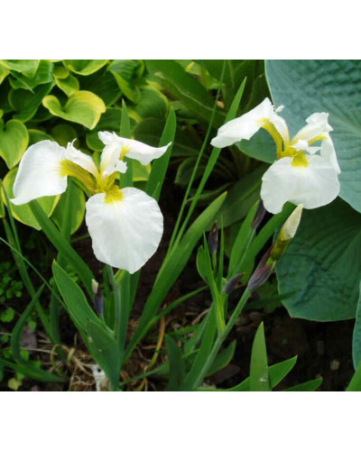 Ірис низький Альба / Півник | Iris humilis Alba | Ирис низкий Альба / Касатик / Петушок