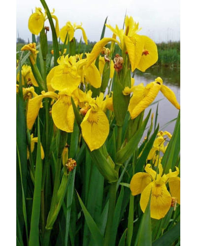 Ірис жовтий / псевдоаїровий | Iris pseudacorus | Ирис желтый / ложноаировый
