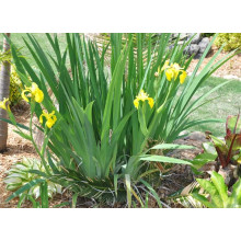 Ірис жовтий / псевдоаїровий | Iris pseudacorus | Ирис желтый / ложноаировый