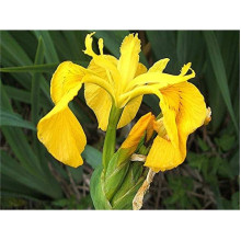 Ірис жовтий / псевдоаїровий | Iris pseudacorus | Ирис желтый / ложноаировый