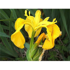 Ірис жовтий / псевдоаїровий | Iris pseudacorus | Ирис желтый / ложноаировый