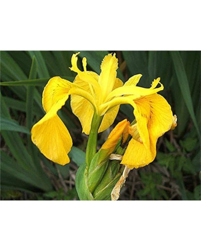 Ірис жовтий / псевдоаїровий | Iris pseudacorus | Ирис желтый / ложноаировый