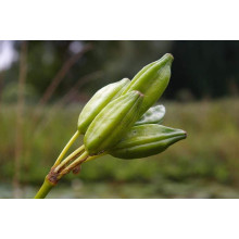 Ірис жовтий / псевдоаїровий | Iris pseudacorus | Ирис желтый / ложноаировый