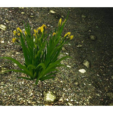 Ірис жовтий / псевдоаїровий | Iris pseudacorus | Ирис желтый / ложноаировый