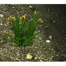 Ірис жовтий / псевдоаїровий | Iris pseudacorus | Ирис желтый / ложноаировый