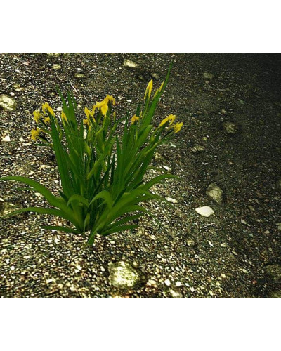 Ірис жовтий / псевдоаїровий | Iris pseudacorus | Ирис желтый / ложноаировый