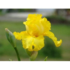 Ірис жовтий / псевдоаїровий | Iris pseudacorus | Ирис желтый / ложноаировый
