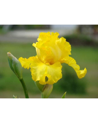 Ірис жовтий / псевдоаїровий | Iris pseudacorus | Ирис желтый / ложноаировый