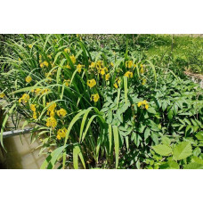 Ірис жовтий / псевдоаїровий | Iris pseudacorus | Ирис желтый / ложноаировый