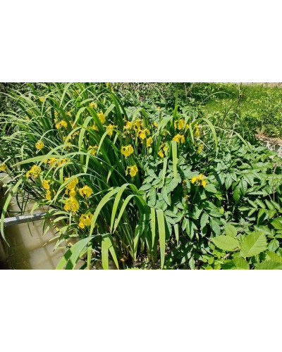Ірис жовтий / псевдоаїровий | Iris pseudacorus | Ирис желтый / ложноаировый