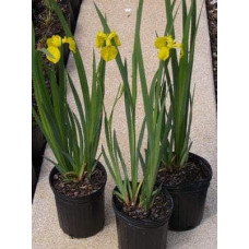 Ірис жовтий / псевдоаїровий | Iris pseudacorus | Ирис желтый / ложноаировый