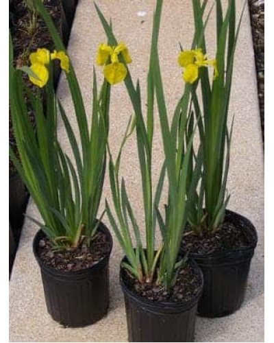 Ірис жовтий / псевдоаїровий | Iris pseudacorus | Ирис желтый / ложноаировый