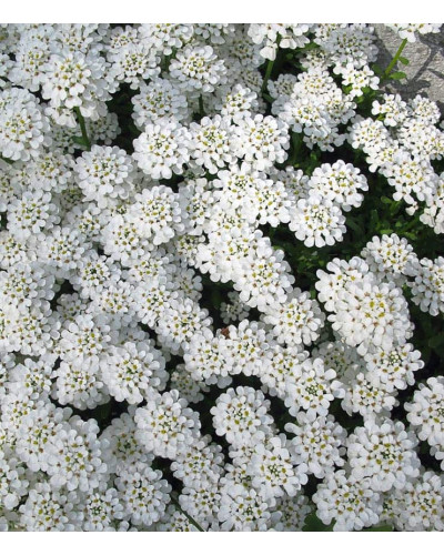 Іберіс вічнозелений Taхо | Iberis sempervirens Tahoe | Иберис вечнозеленый Taхо