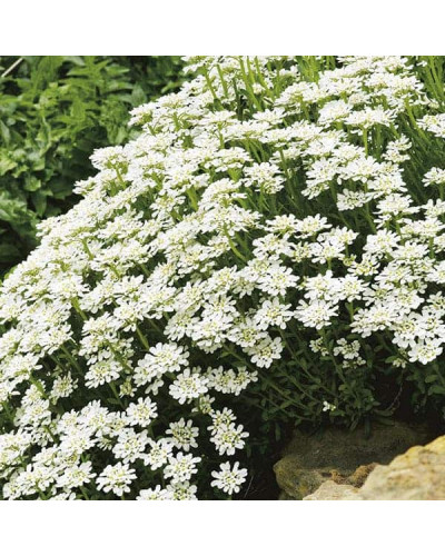 Іберіс вічнозелений Taхо | Iberis sempervirens Tahoe | Иберис вечнозеленый Taхо