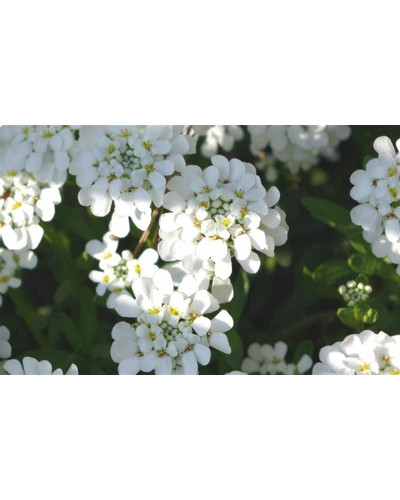 Іберіс вічнозелений Taхо | Iberis sempervirens Tahoe | Иберис вечнозеленый Taхо