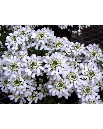 Іберіс вічнозелений Taхо | Iberis sempervirens Tahoe | Иберис вечнозеленый Taхо