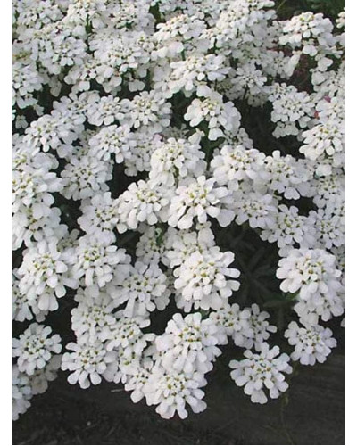Іберіс вічнозелений Taхо | Iberis sempervirens Tahoe | Иберис вечнозеленый Taхо