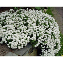 Іберіс вічнозелений Taхо | Iberis sempervirens Tahoe | Иберис вечнозеленый Taхо