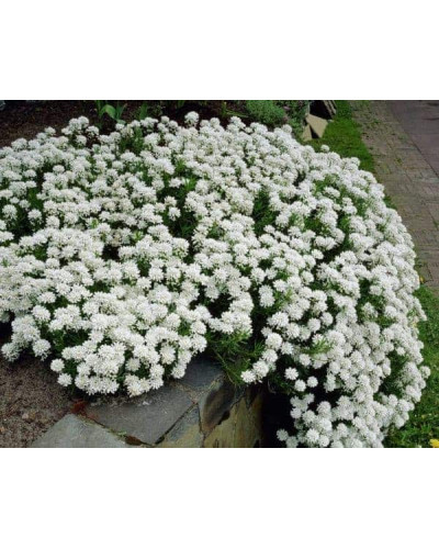 Іберіс вічнозелений Taхо | Iberis sempervirens Tahoe | Иберис вечнозеленый Taхо