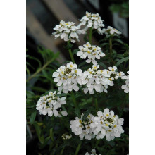 Іберіс вічнозелений Taхо | Iberis sempervirens Tahoe | Иберис вечнозеленый Taхо