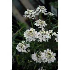 Іберіс вічнозелений Taхо | Iberis sempervirens Tahoe | Иберис вечнозеленый Taхо