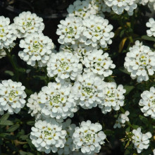 Іберіс вічнозелений Taхо | Iberis sempervirens Tahoe | Иберис вечнозеленый Taхо