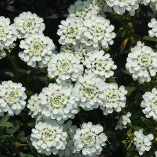 Іберіс вічнозелений Taхо | Iberis sempervirens Tahoe | Иберис вечнозеленый Taхо