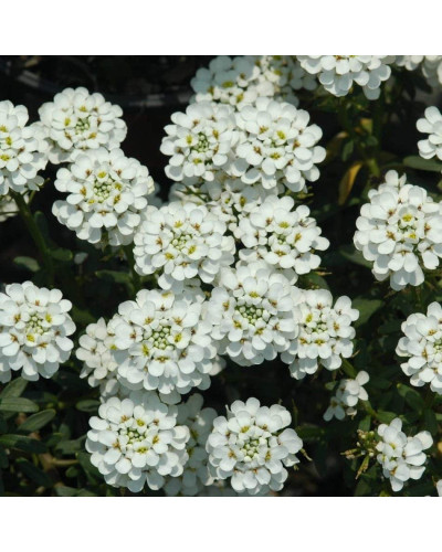 Іберіс вічнозелений Taхо | Iberis sempervirens Tahoe | Иберис вечнозеленый Taхо