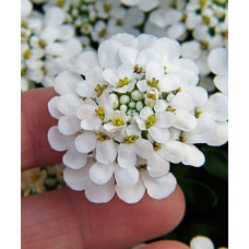Іберіс вічнозелений Taхо | Iberis sempervirens Tahoe | Иберис вечнозеленый Taхо