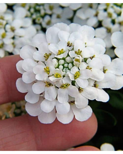 Іберіс вічнозелений Taхо | Iberis sempervirens Tahoe | Иберис вечнозеленый Taхо