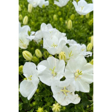 Дзвоники карпатські Уайт Кліпс / Вайсс Кліпс | Campanula carpatica White Clips / Weisse Clips | Колокольчики карпатские Уайт Клипс / Вайсс Клипс