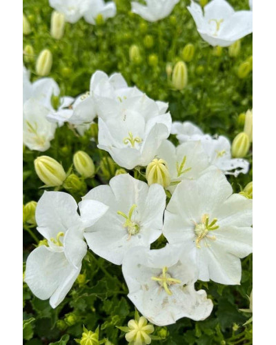 Дзвоники карпатські Уайт Кліпс / Вайсс Кліпс | Campanula carpatica White Clips / Weisse Clips | Колокольчики карпатские Уайт Клипс / Вайсс Клипс
