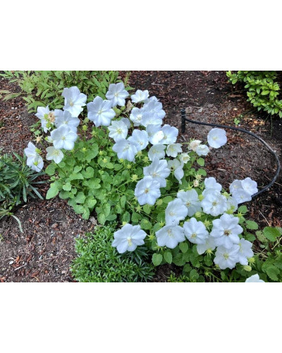 Дзвоники карпатські Уайт Кліпс / Вайсс Кліпс | Campanula carpatica White Clips / Weisse Clips | Колокольчики карпатские Уайт Клипс / Вайсс Клипс