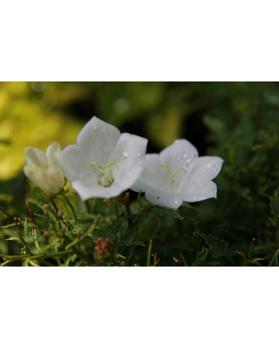 Дзвоники карпатські Уайт Кліпс / Вайсс Кліпс | Campanula carpatica White Clips / Weisse Clips | Колокольчики карпатские Уайт Клипс / Вайсс Клипс