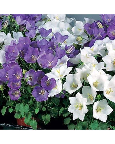 Дзвоники карпатські Уайт Кліпс / Вайсс Кліпс | Campanula carpatica White Clips / Weisse Clips | Колокольчики карпатские Уайт Клипс / Вайсс Клипс