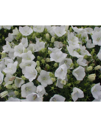 Дзвоники карпатські Уайт Кліпс / Вайсс Кліпс | Campanula carpatica White Clips / Weisse Clips | Колокольчики карпатские Уайт Клипс / Вайсс Клипс
