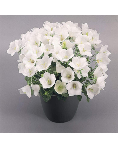 Дзвоники карпатські Уайт Кліпс / Вайсс Кліпс | Campanula carpatica White Clips / Weisse Clips | Колокольчики карпатские Уайт Клипс / Вайсс Клипс