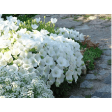 Дзвоники карпатські Уайт Кліпс / Вайсс Кліпс | Campanula carpatica White Clips / Weisse Clips | Колокольчики карпатские Уайт Клипс / Вайсс Клипс