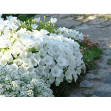 Дзвоники карпатські Уайт Кліпс / Вайсс Кліпс | Campanula carpatica White Clips / Weisse Clips | Колокольчики карпатские Уайт Клипс / Вайсс Клипс