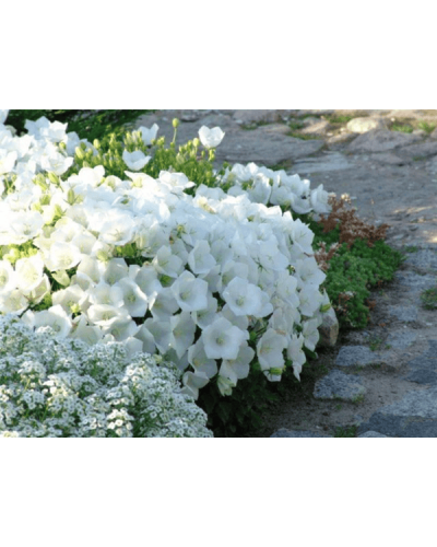 Дзвоники карпатські Уайт Кліпс / Вайсс Кліпс | Campanula carpatica White Clips / Weisse Clips | Колокольчики карпатские Уайт Клипс / Вайсс Клипс