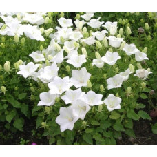 Дзвоники карпатські Уайт Кліпс / Вайсс Кліпс | Campanula carpatica White Clips / Weisse Clips | Колокольчики карпатские Уайт Клипс / Вайсс Клипс