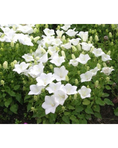 Дзвоники карпатські Уайт Кліпс / Вайсс Кліпс | Campanula carpatica White Clips / Weisse Clips | Колокольчики карпатские Уайт Клипс / Вайсс Клипс