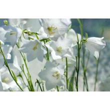Дзвоники карпатські Уайт Кліпс / Вайсс Кліпс | Campanula carpatica White Clips / Weisse Clips | Колокольчики карпатские Уайт Клипс / Вайсс Клипс