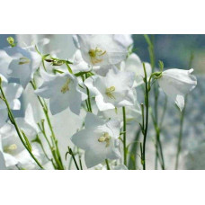 Дзвоники карпатські Уайт Кліпс / Вайсс Кліпс | Campanula carpatica White Clips / Weisse Clips | Колокольчики карпатские Уайт Клипс / Вайсс Клипс