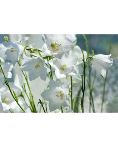 Дзвоники карпатські Уайт Кліпс / Вайсс Кліпс | Campanula carpatica White Clips / Weisse Clips | Колокольчики карпатские Уайт Клипс / Вайсс Клипс