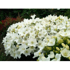 Дзвоники карпатські Уайт Кліпс / Вайсс Кліпс | Campanula carpatica White Clips / Weisse Clips | Колокольчики карпатские Уайт Клипс / Вайсс Клипс