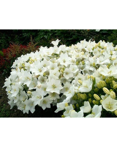 Дзвоники карпатські Уайт Кліпс / Вайсс Кліпс | Campanula carpatica White Clips / Weisse Clips | Колокольчики карпатские Уайт Клипс / Вайсс Клипс
